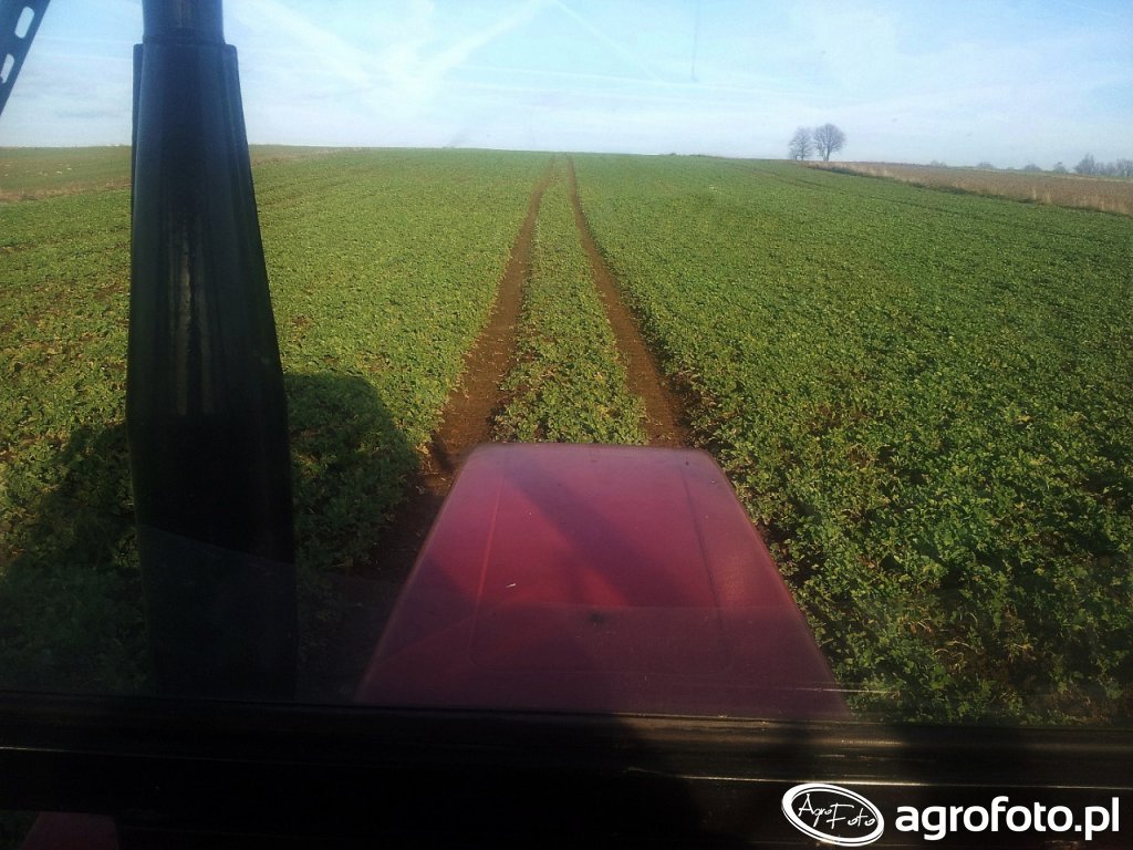rzepak_27008_153_14722.jpg