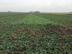 Działanie regulatora wzrostu