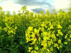 Kwitnący rzepak