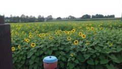 maisadour mas83.R 3wrzesien