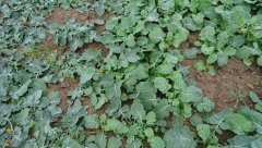 Marathon F1, kontrola caryx