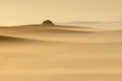 Pole rzepaku we mgle.