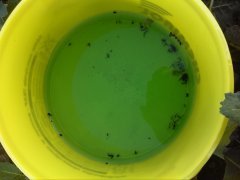 Pułapka na rzepaku ozimym