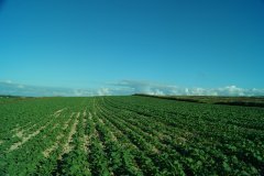 Rrzepak ozimy Monolit