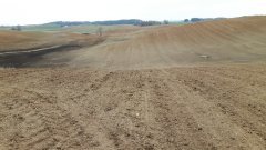 Rzepak był ozimy jest jary.