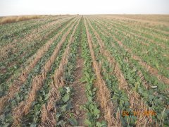 Rzepak - Ciekawe czym był siany