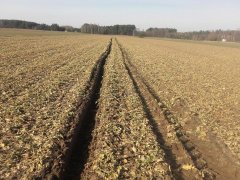 Rzepak Monolit + wtopa