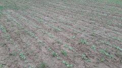 rzepak NK Technic bezorkowo