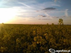 Rzepak o zachodzie słońca