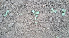 Rzepak ozimy 18.10.2015