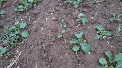 Rzepak ozimy 18.10.2015