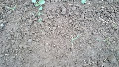 Rzepak ozimy 18.10.2015