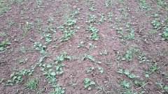 Rzepak ozimy 18.10.2015