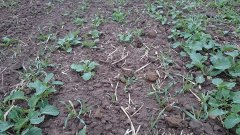 Rzepak ozimy 18.10.2015