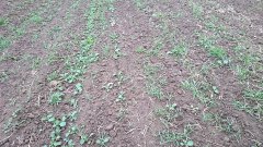 Rzepak ozimy 18.10.2015