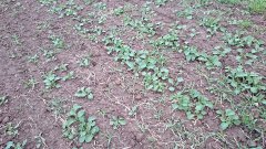 Rzepak ozimy 18.10.2015