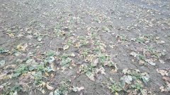 Rzepak ozimy Abakus F1