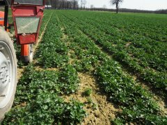 Rzepak ozimy Adriana