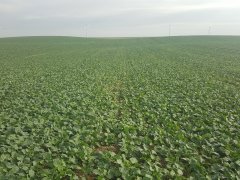 Rzepak ozimy APANACI