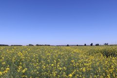 Rzepak ozimy Atora 28.05.2017