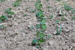 Rzepak ozimy ATORA F1 - 04.09.2016