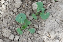 Rzepak ozimy ATORA F1 - 04.09.2016