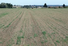 Rzepak ozimy ATORA F1 - 04.09.2016