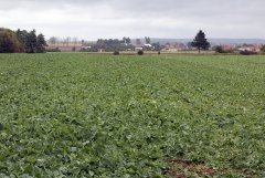 Rzepak ozimy Atora F1 - 09.10.2016