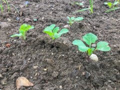 Rzepak ozimy Atora F1 - 10.09.2017