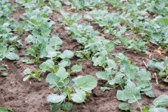 Rzepak ozimy Atora F1 18.09.2016