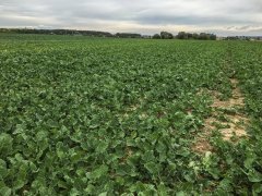 Rzepak ozimy Atora F1 2.10.2016