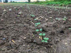 Rzepak ozimy Atora F1 - 5.9.2017