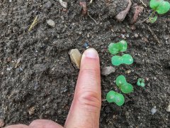 Rzepak ozimy Atora F1 - 5.9.2017