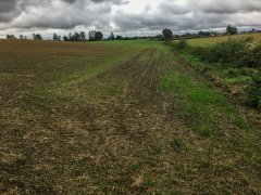 Rzepak ozimy Atora F1 i Poular F1 - 10.09.2017