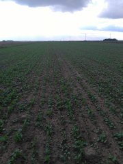 Rzepak ozimy - Bazyl