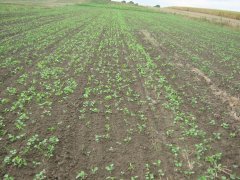 Rzepak ozimy bellavu