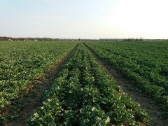 Rzepak ozimy Bellevue 4.04.2017