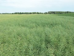 Rzepak ozimy Camelot