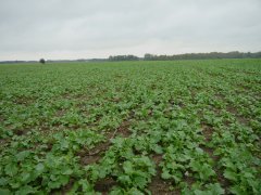 Rzepak ozimy Chrobry