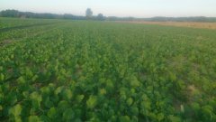 Rzepak Ozimy Chrobry