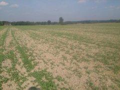 Rzepak Ozimy Chrobry