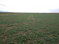 Rzepak ozimy Chrobry