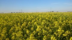 Rzepak Ozimy Chrobryn