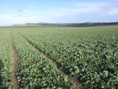 Rzepak ozimy Da Vinci 2015-04-01