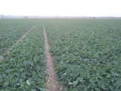 Rzepak ozimy Da Vinci 2015-11-14