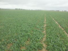 Rzepak ozimy Da Vinci 2016-10-09