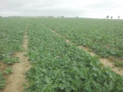 Rzepak ozimy Da Vinci 2016-10-09