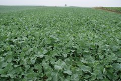 Rzepak ozimy Da Vinci