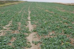 Rzepak ozimy Da Vinci