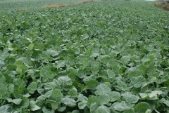 Rzepak ozimy Da Vinci